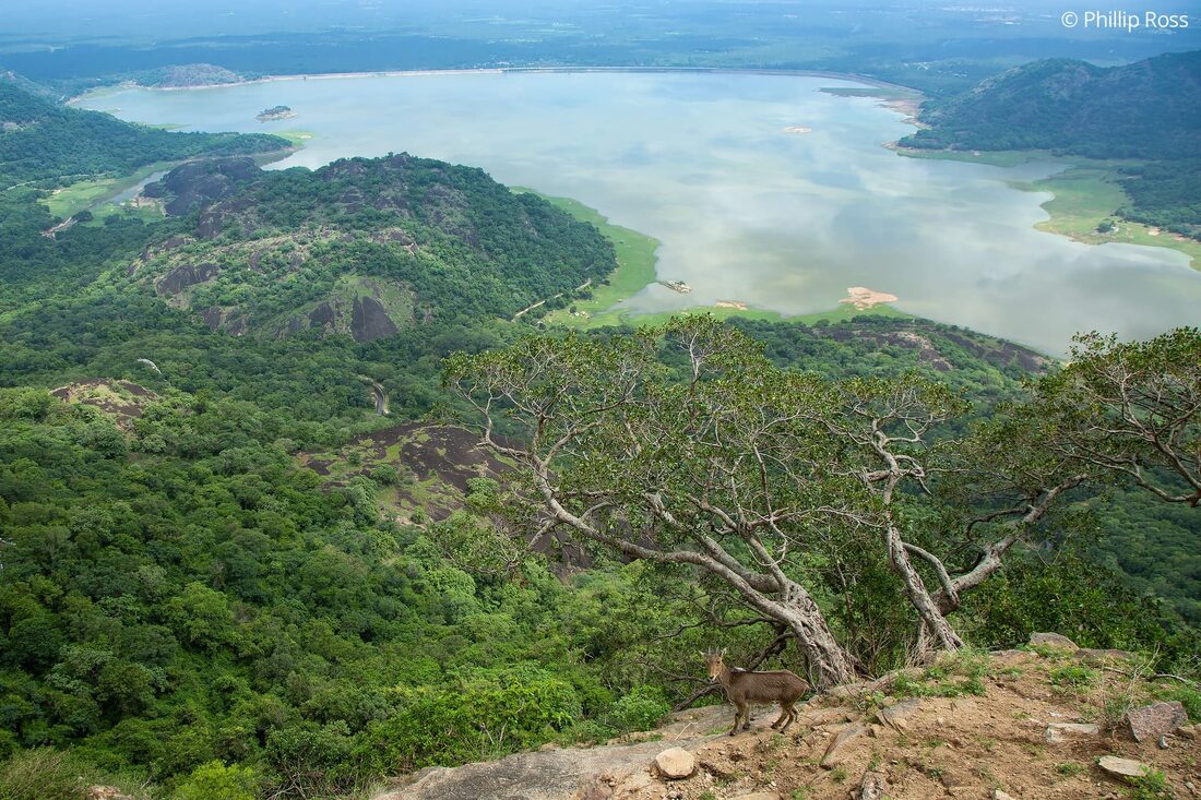 A Nilgiri tahr (Nilgiritragus hylocrius) with the Aliyar Dam in the distance, on the road to Valparai