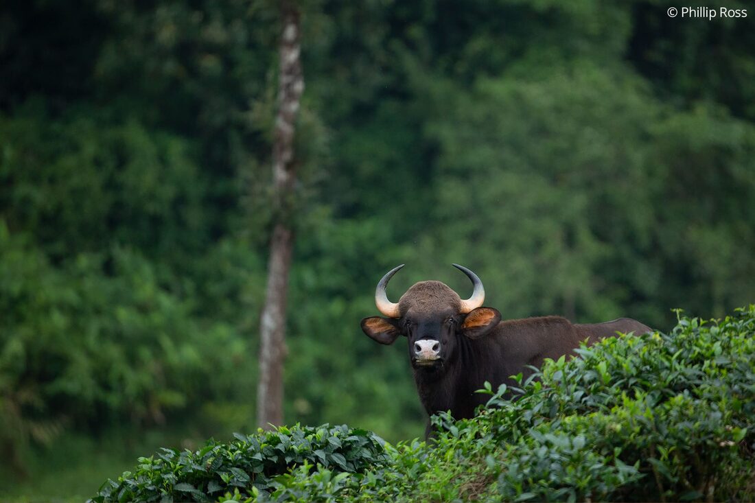 A gaur (Bos gaurus) watching from a tea estate