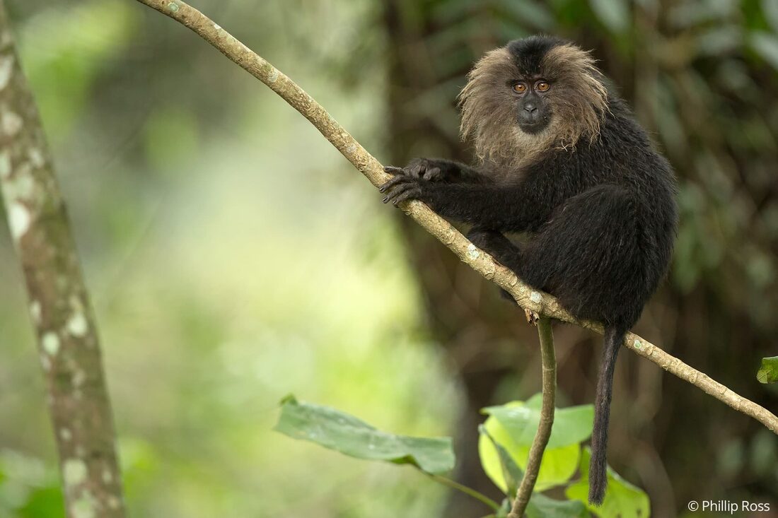A young lion-tailed macaque (Macaca silenus), one of the tour&rsquo;s highlight species