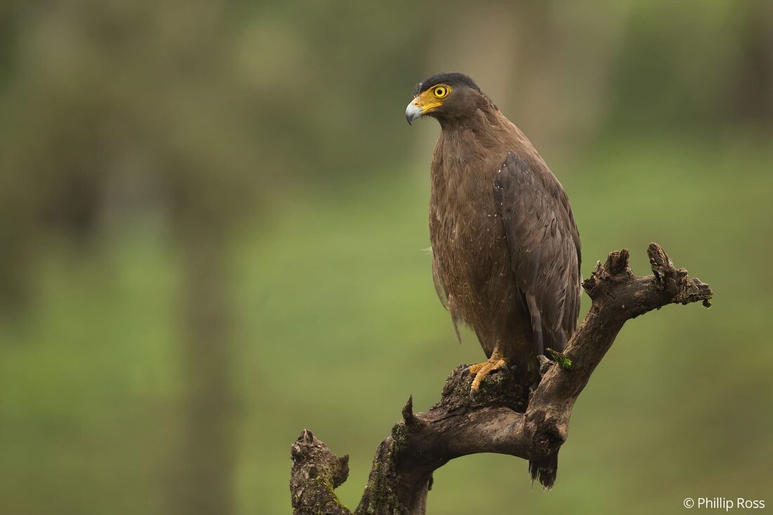 A crested serpent eagle (Spilornis cheela) perched in a tea estate