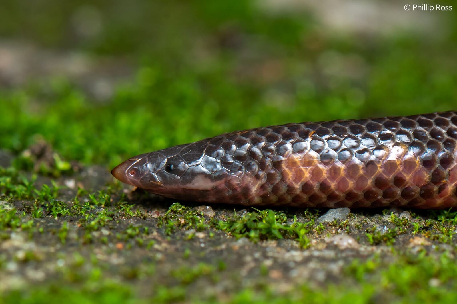 A Wayanad shieldtail (Rhinophis melanoleucus), a rare, non-venomous burrowing snake endemic to the high-elevation forests of Wayanad
