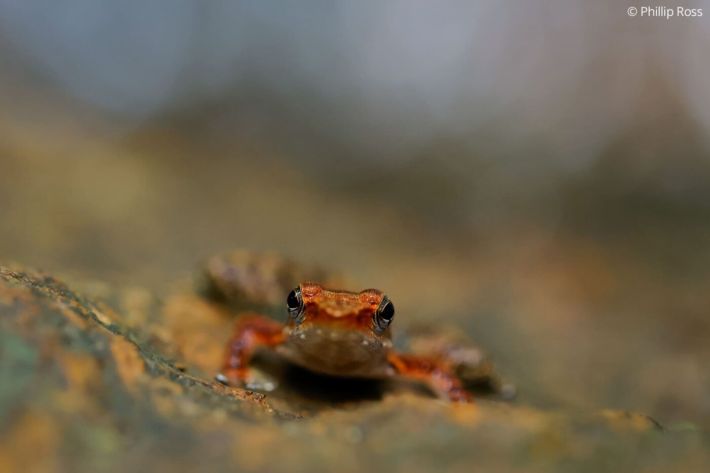 A Wayanad dancing frog (Micrixalus saxicola)
