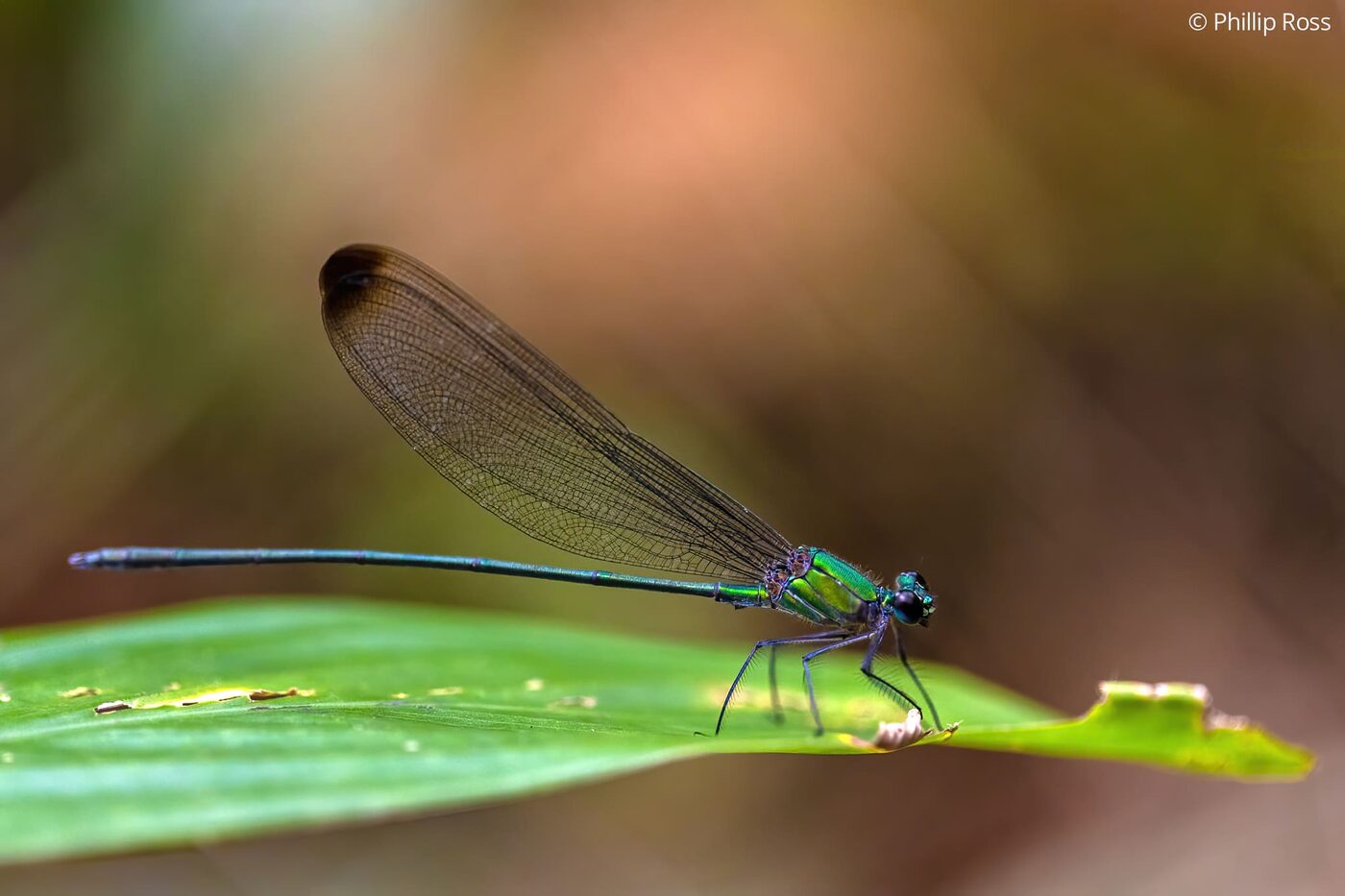 A damselfly beside a forest stream