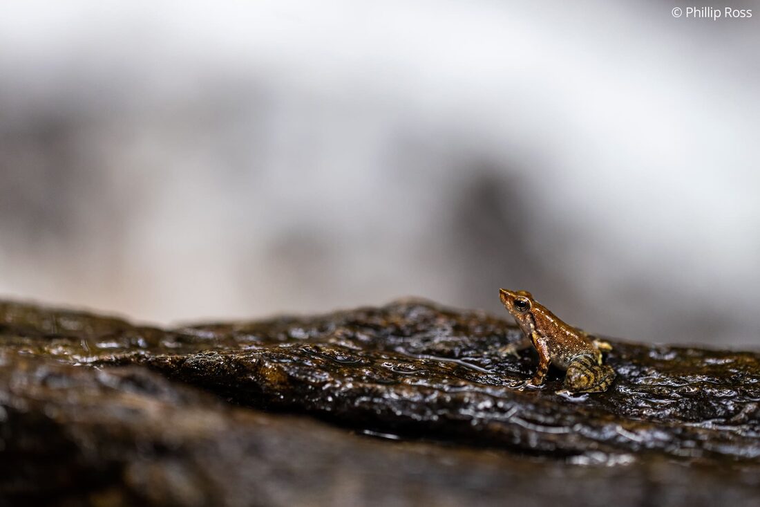 A Wayanad dancing frog (Micrixalus saxicola) photographed during the stream walk