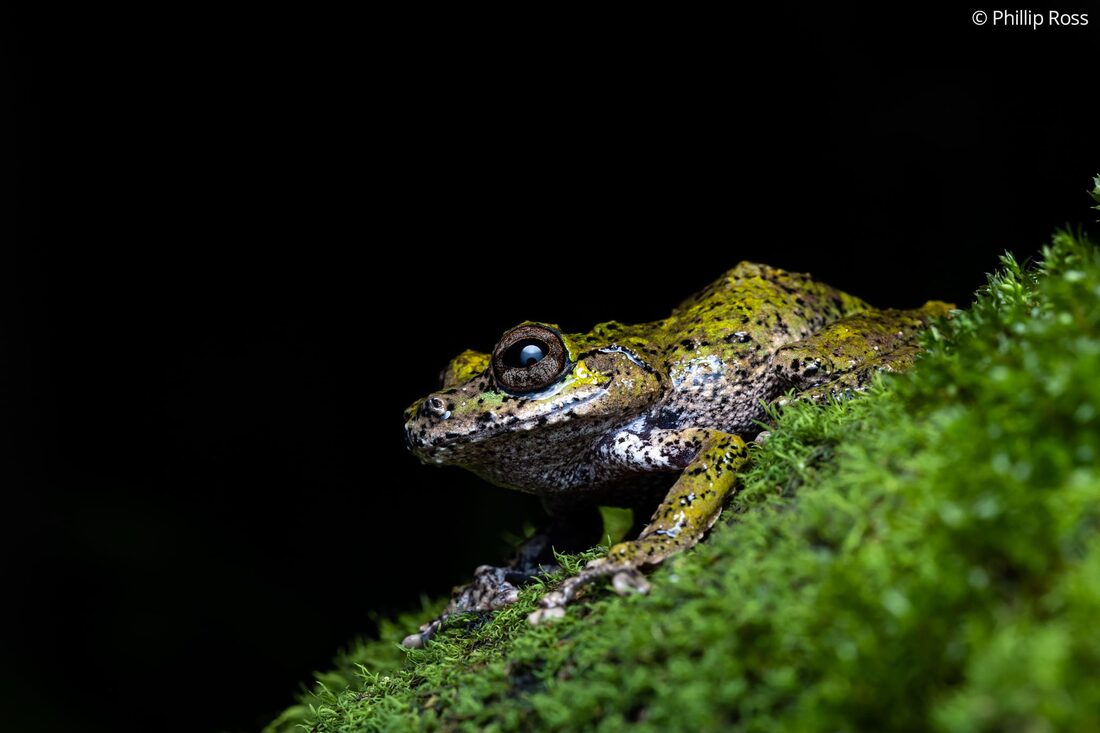 One of the tour&rsquo;s greatest highlights, the water-drop bush frog (Raorchestes nerostagona)