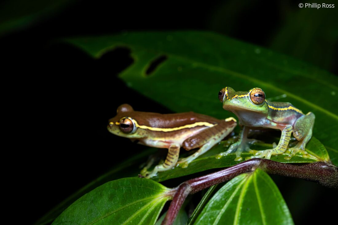Two winged gliding frogs (Rhacophorus lateralis) encountered during a night walk