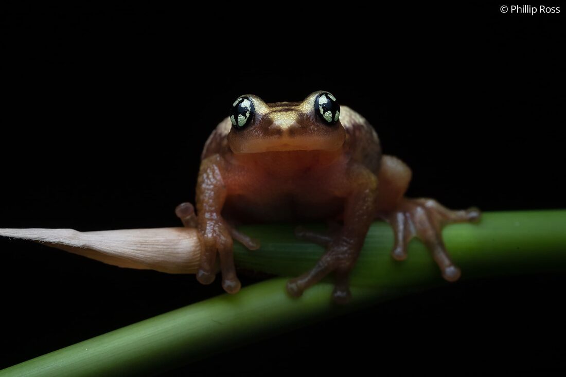 A head-on portrait of an Ochlandrae reed frog (Raorchestes ochlandrae)