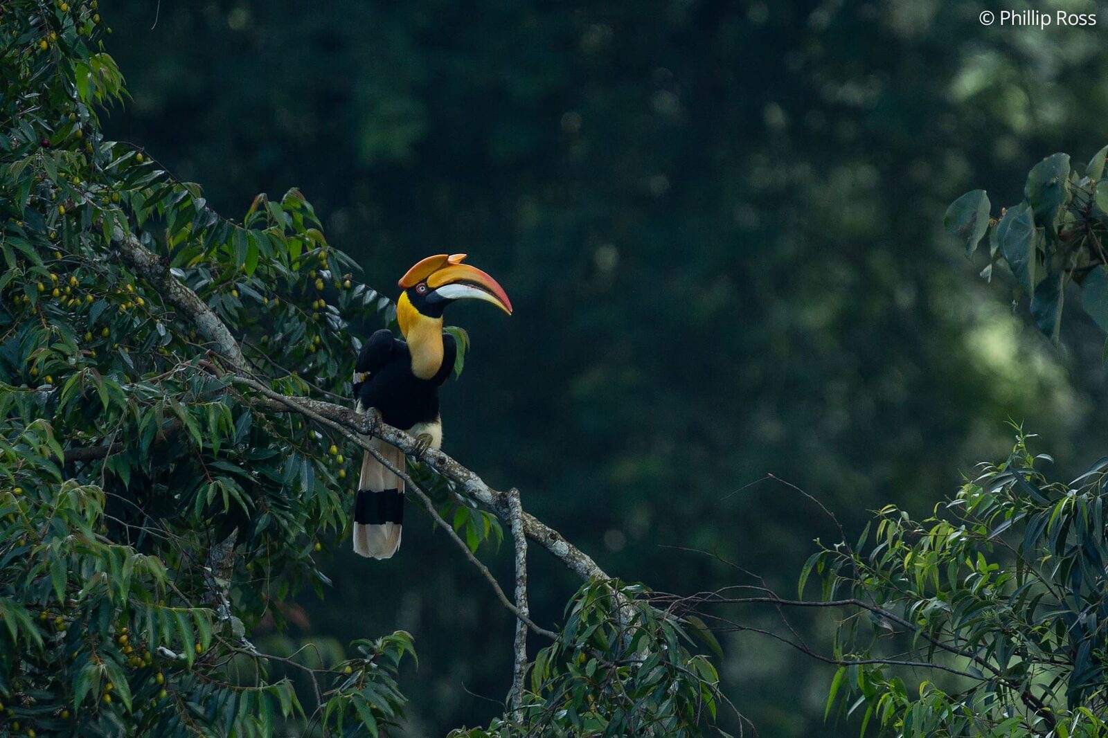 A great hornbill (Buceros bicornis) feeding in a fruiting tree