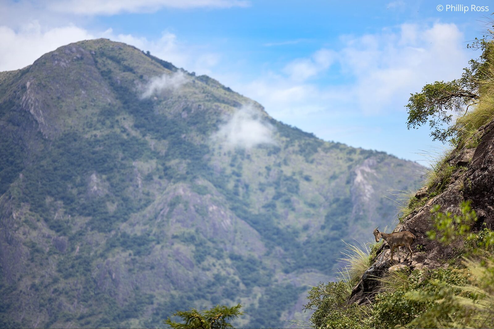 A Nilgiri tahr (Nilgiritragus hylocrius) in its Anaimalais habitat
