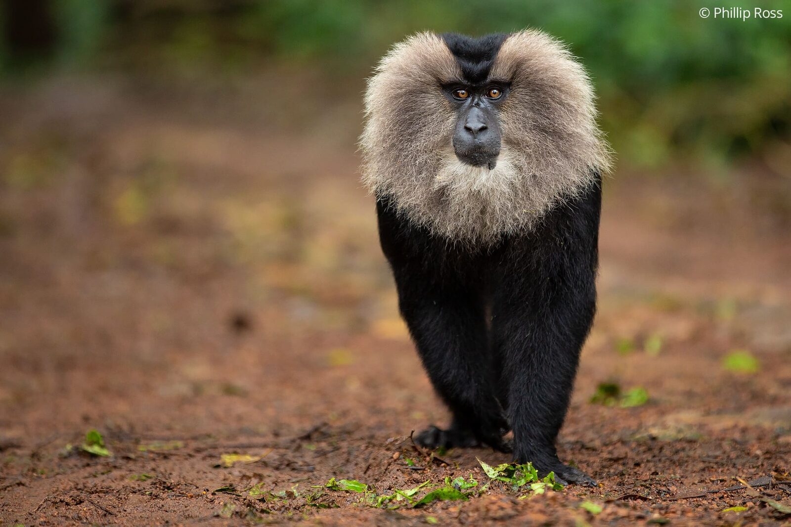 An alpha male lion-tailed macaque (Macaca silenus) walking along a forest path