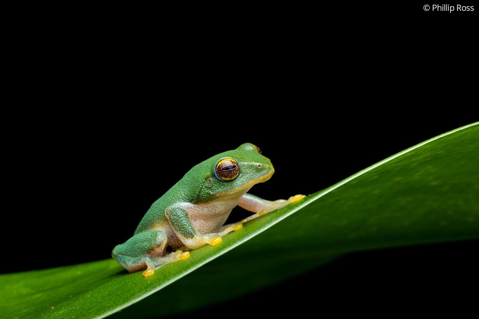 A Jayaram&rsquo;s bush frog (Raorchestes jayarami) sitting on a leaf