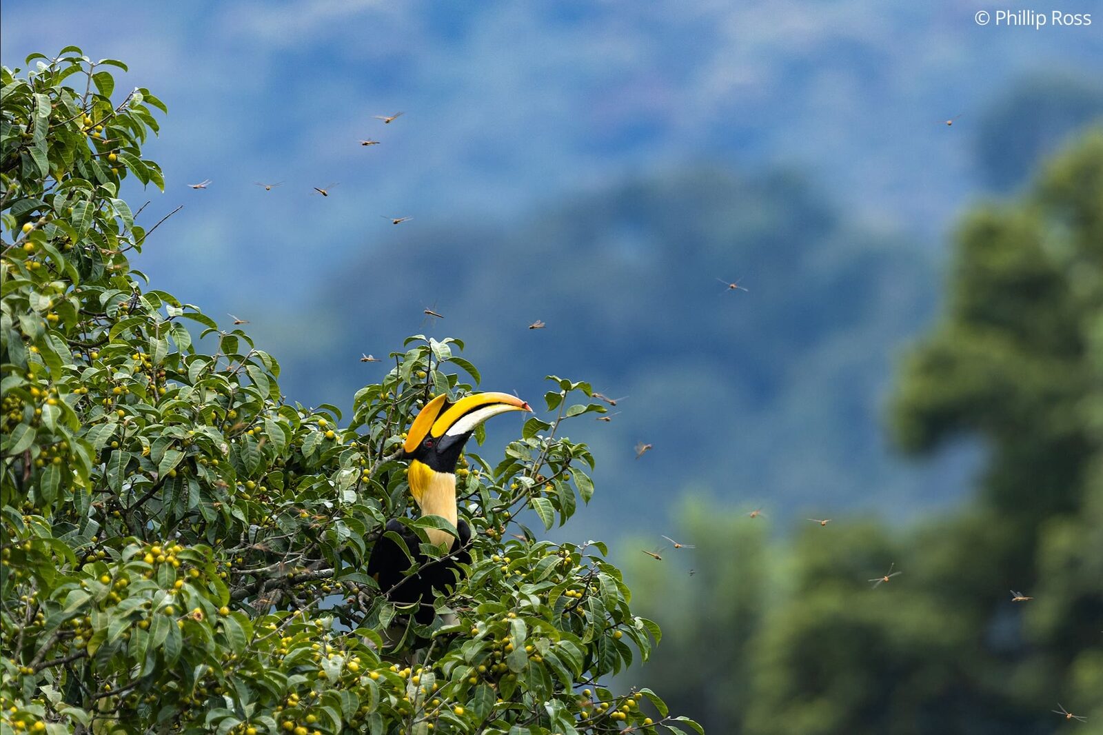 A great hornbill (Buceros bicornis) feeding in a fruiting tree, with globe skimmer dragonflies (Pantala flavescens) in the scene