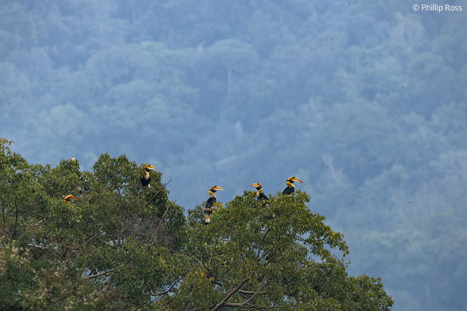 A gathering of great hornbills (Buceros bicornis) in the canopy of a fig tree