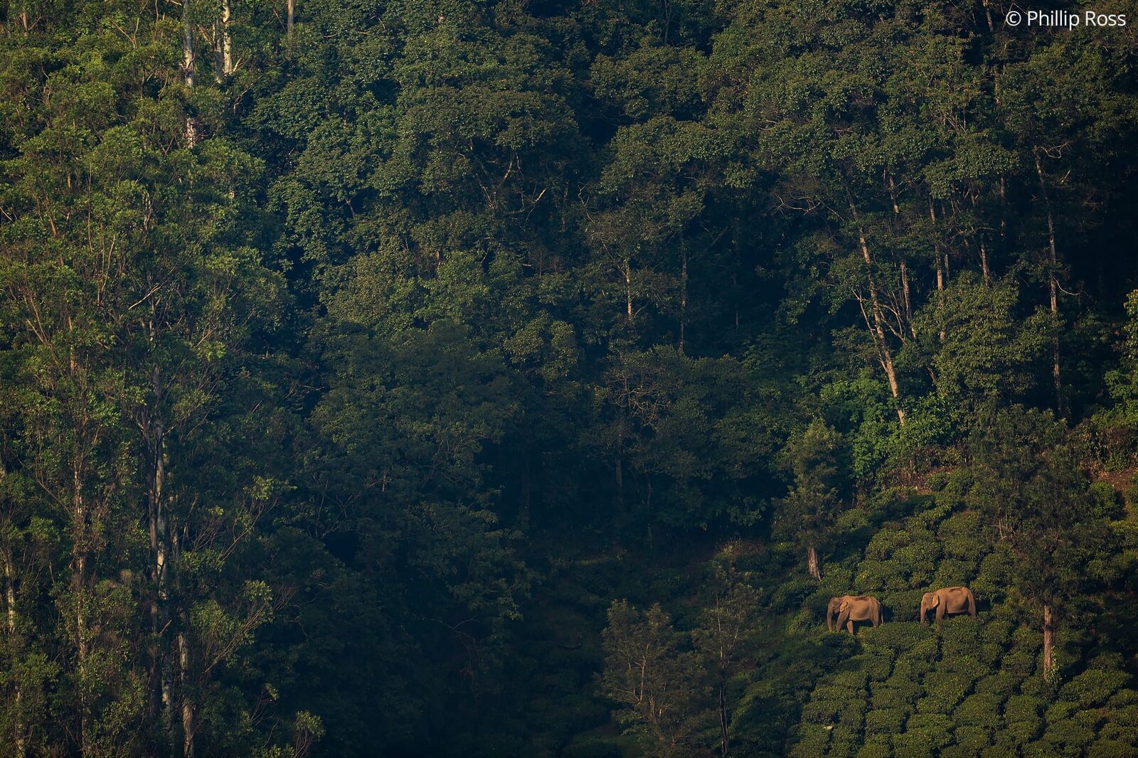 Asian elephants (Elephas maximus) in the tea estates