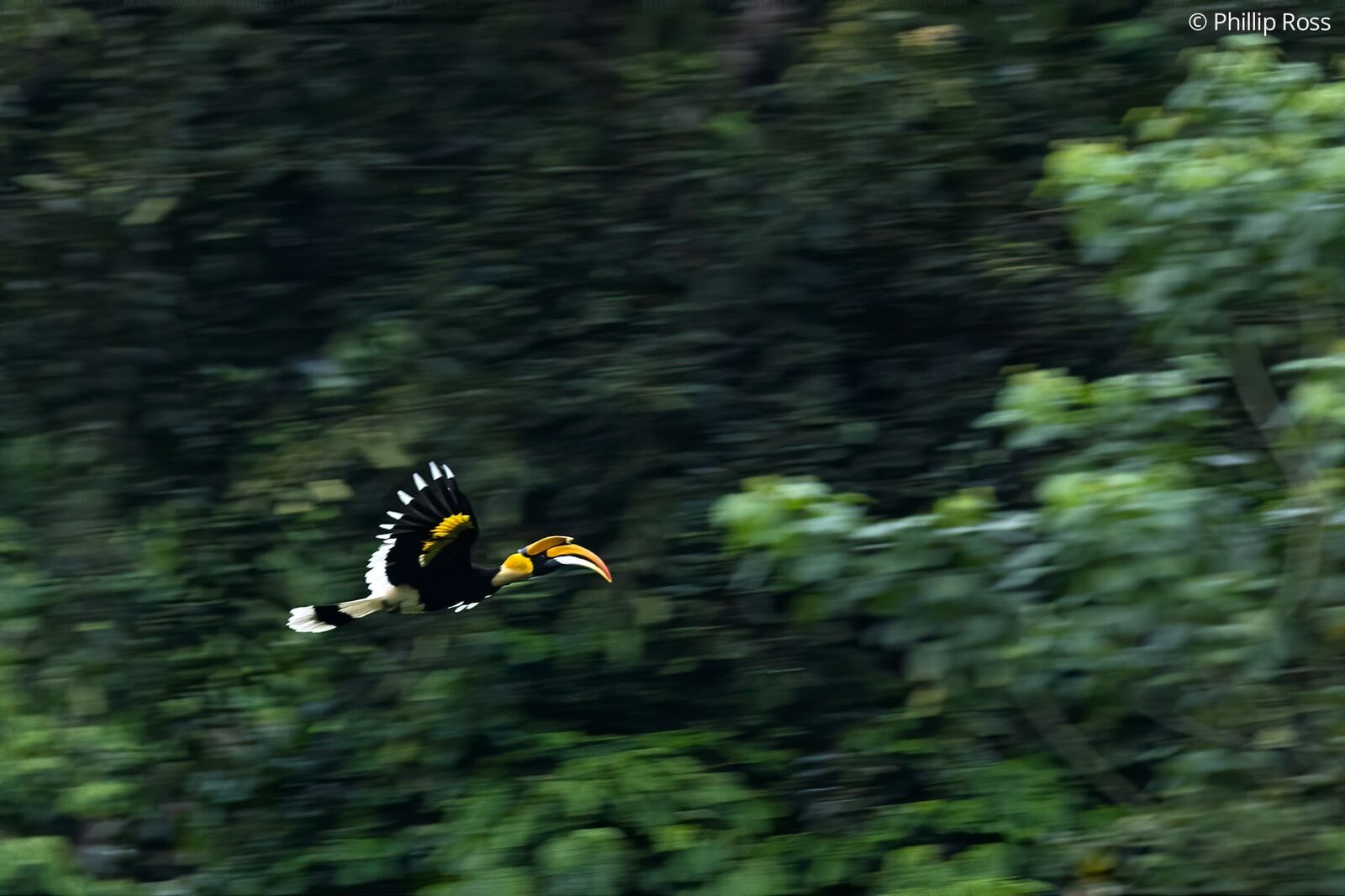 A panning shot of a great hornbill (Buceros bicornis) in flight