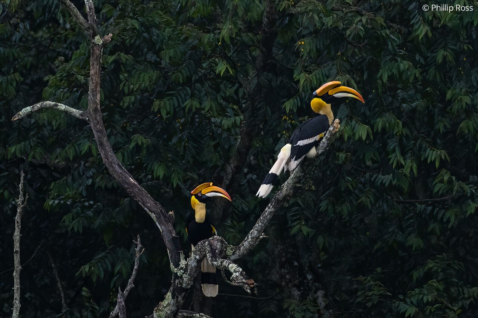 A pair of great hornbills (Buceros bicornis) perched in a tree
