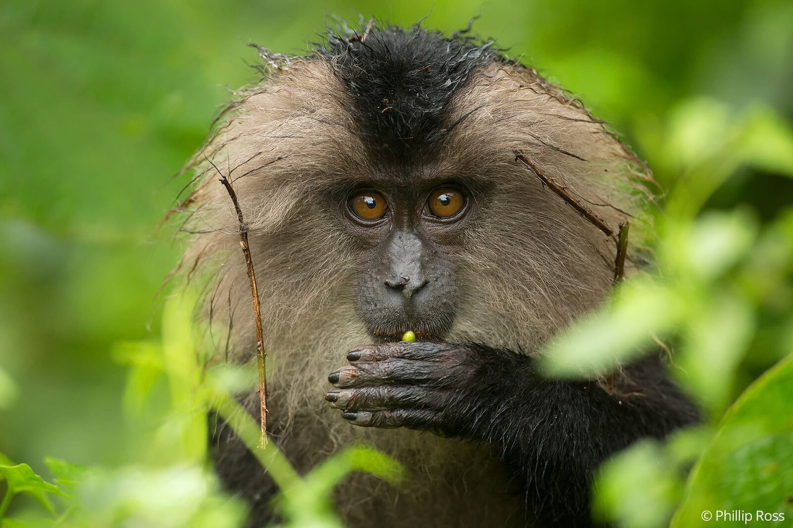 A portrait of an endangered lion-tailed macaque (Macaca silenus)