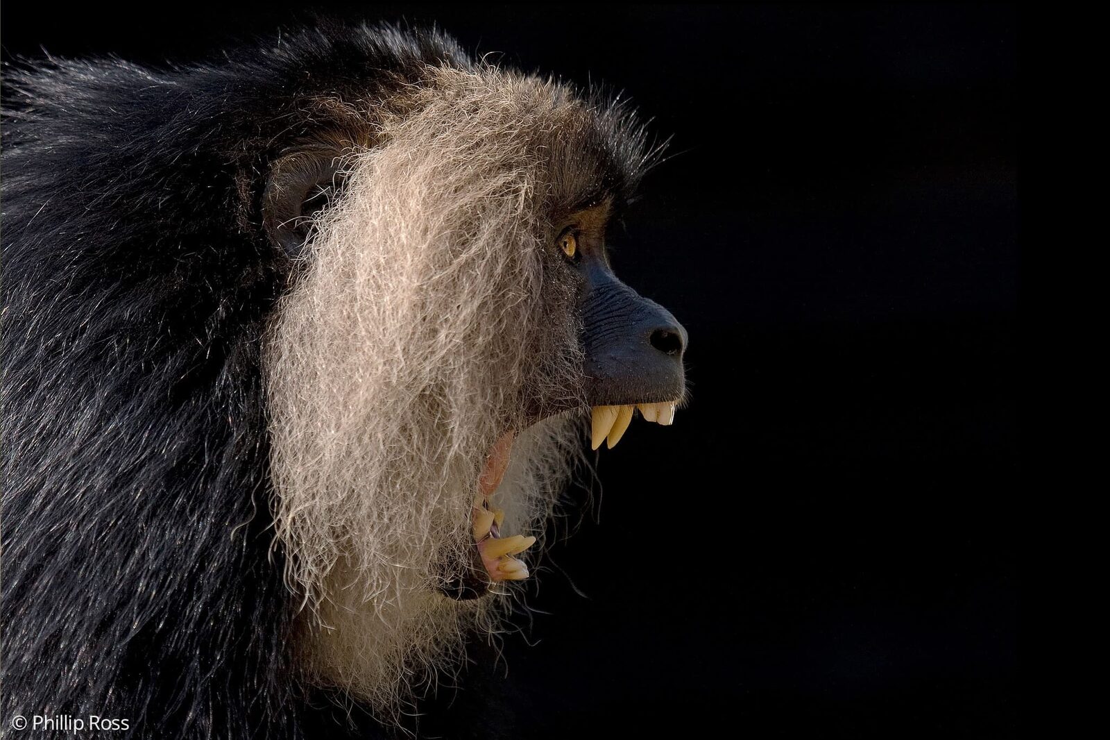 A lion-tailed macaque (Macaca silenus) yawning in Valparai