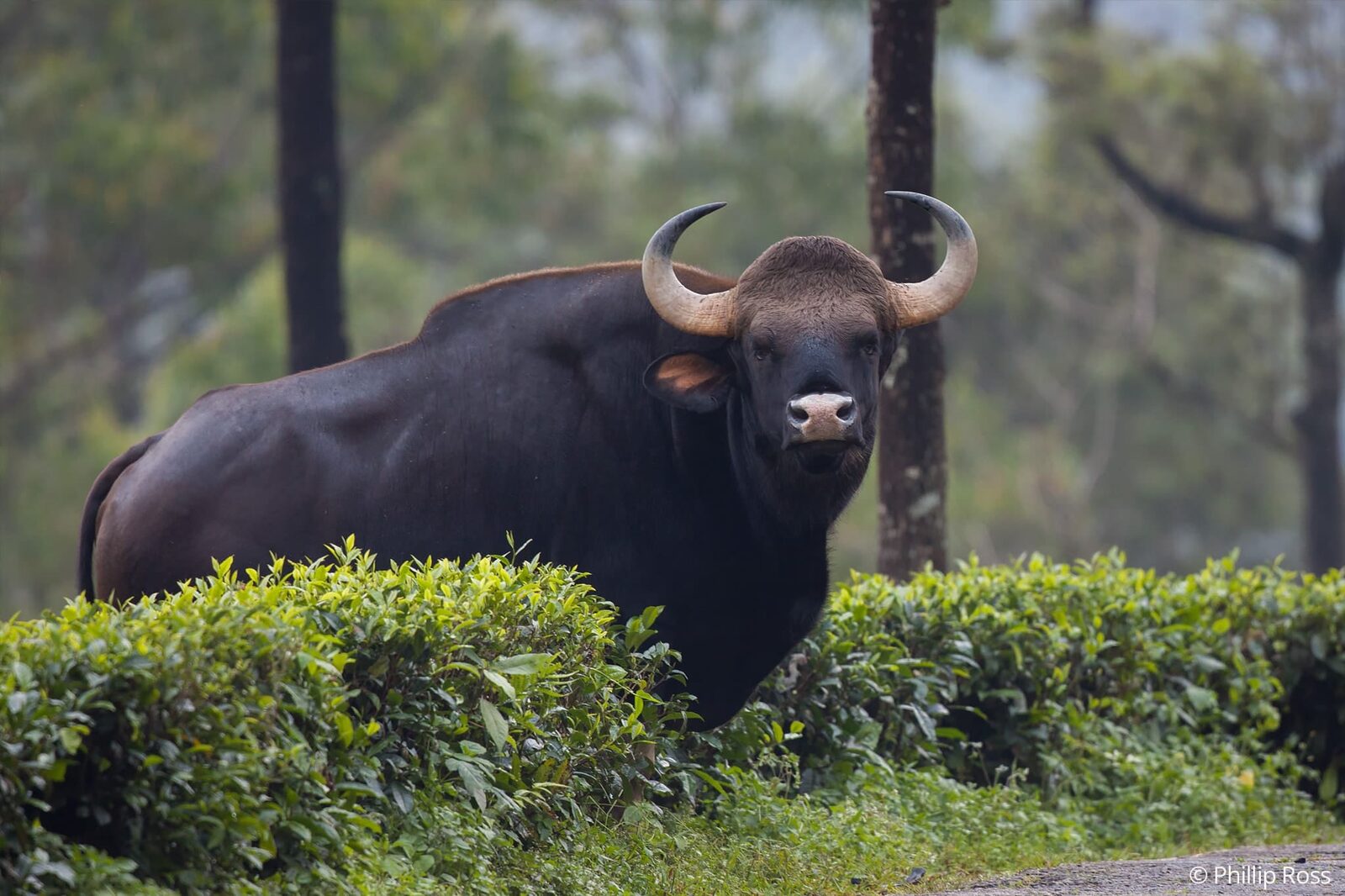 A gaur (Bos gaurus) among the tea estates of Valparai