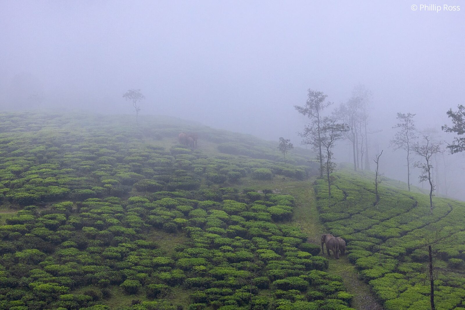 A herd of Asian elephants (Elephas maximus) in a misty tea estate