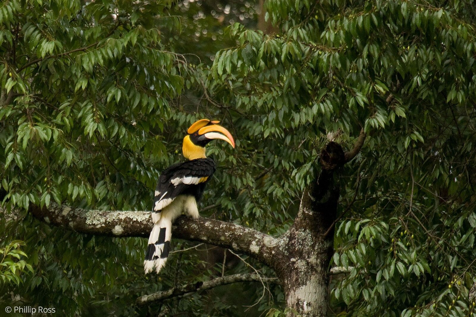 A great hornbill (Buceros bicornis) perched in a tree