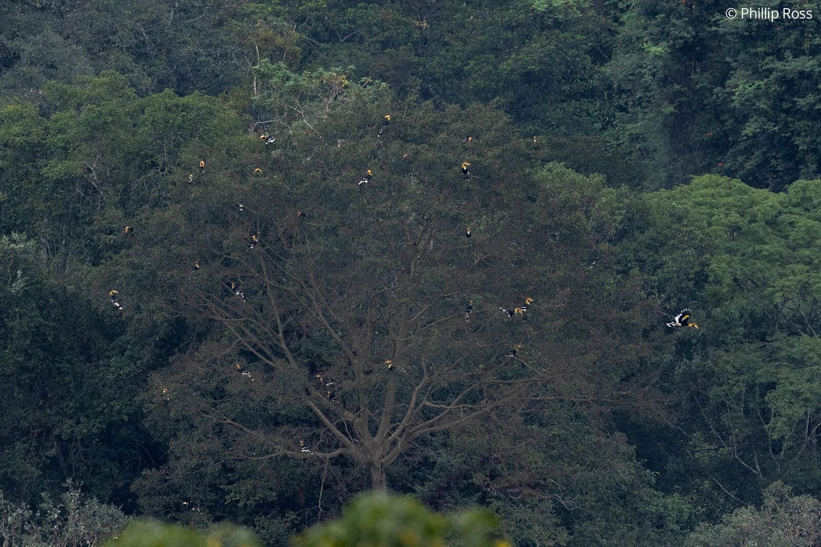 A large flock of great hornbills (Buceros bicornis) gathered in a fig tree