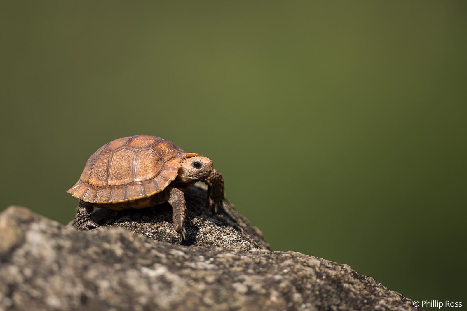 A Travancore tortoise (Indotestudo travancorica) in Valparai