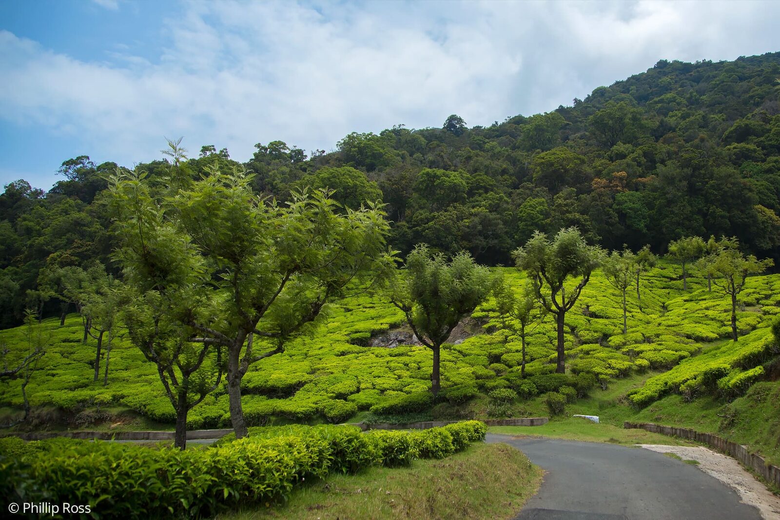 Valparai, a landscape of tea estates and rainforests