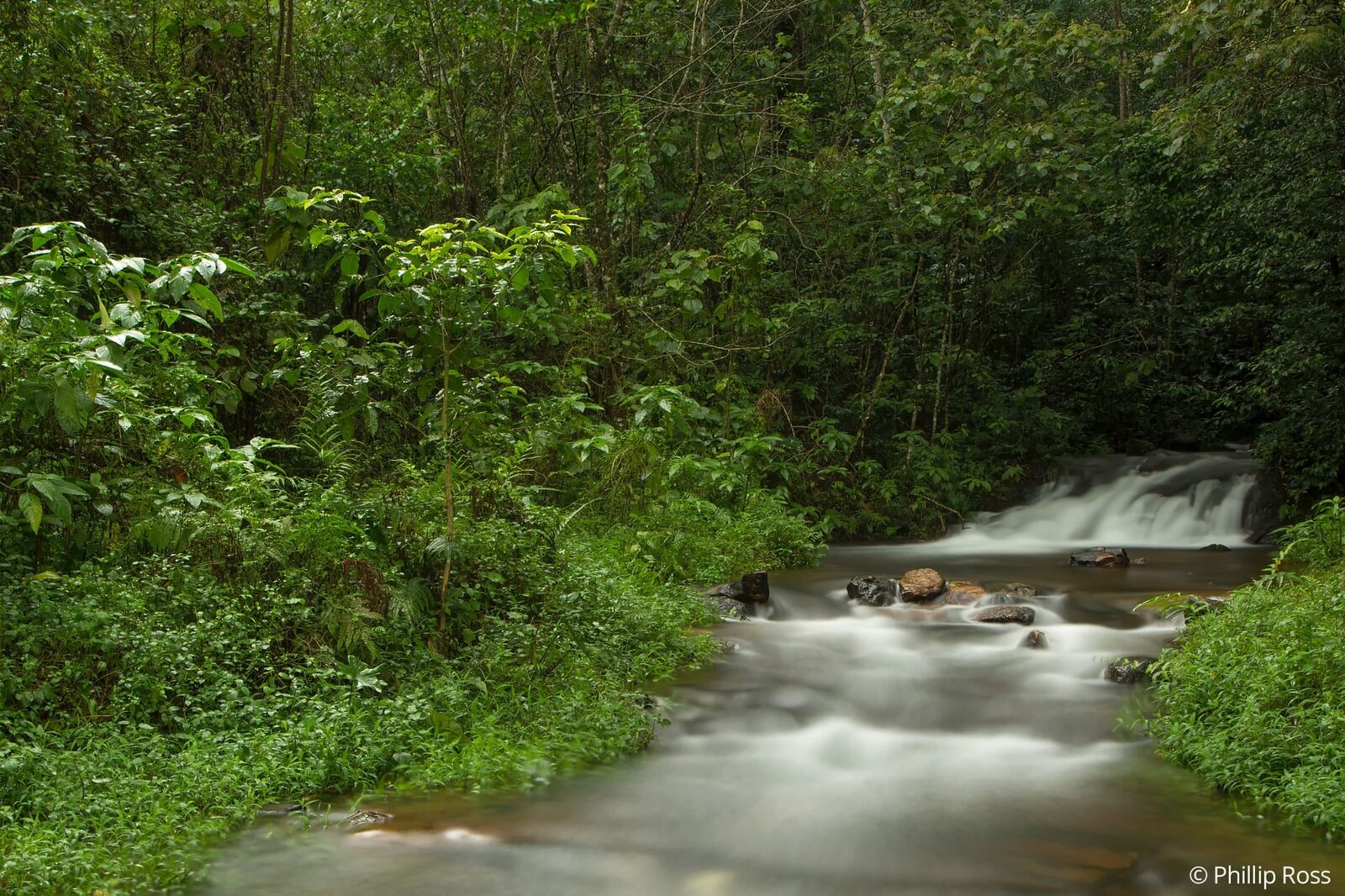 Learn slow shutter speeds to get this milky effect on our Rainforest Exploration and Wildlife Photography Tour