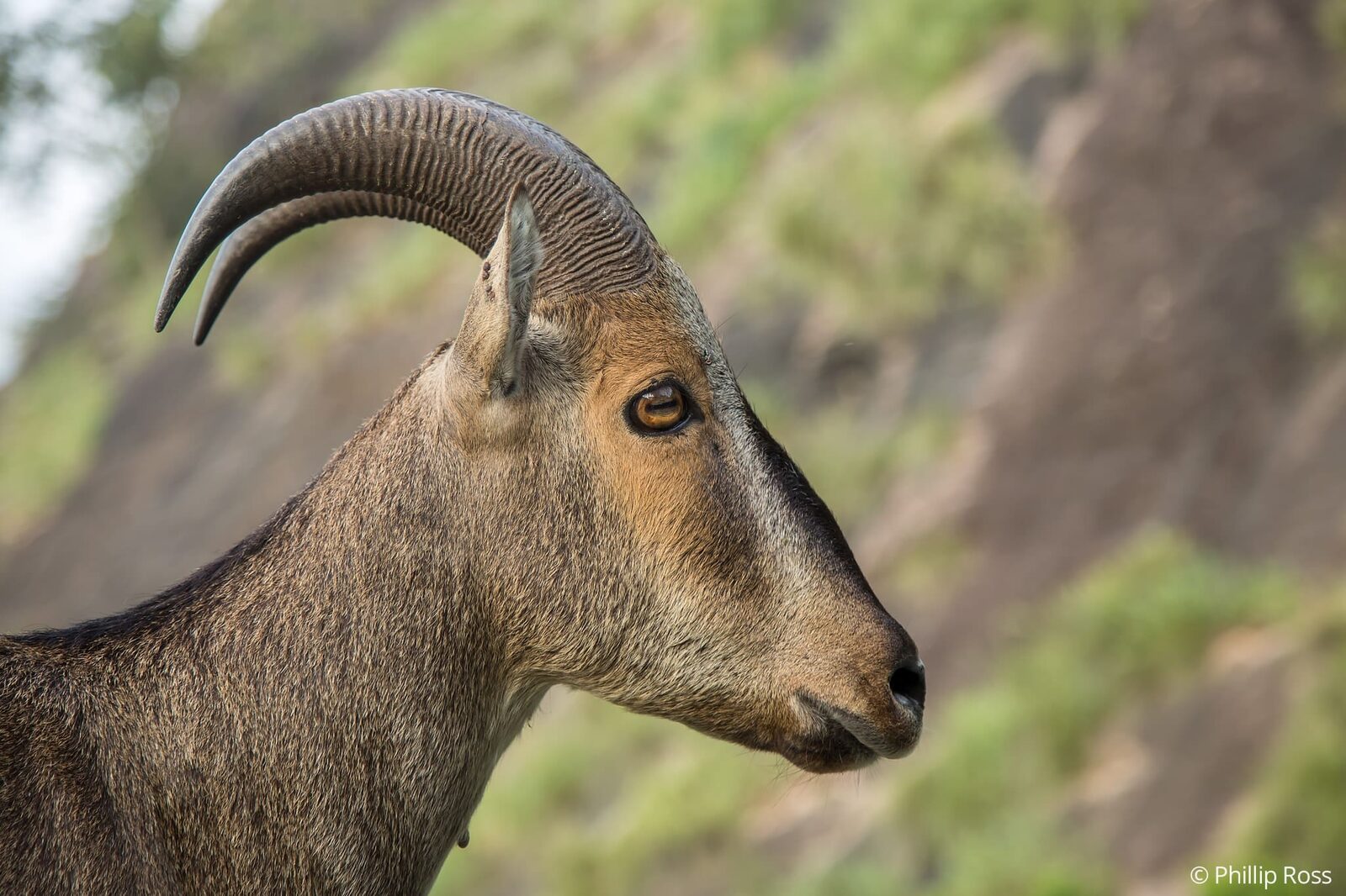 A close-up portrait of a Nilgiri tahr (Nilgiritragus hylocrius)