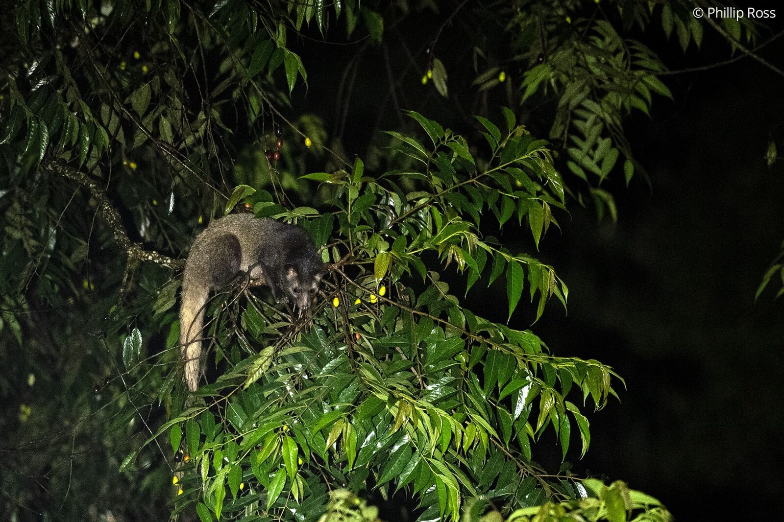 A brown palm civet (Paradoxurus jerdoni) in a tree at night
