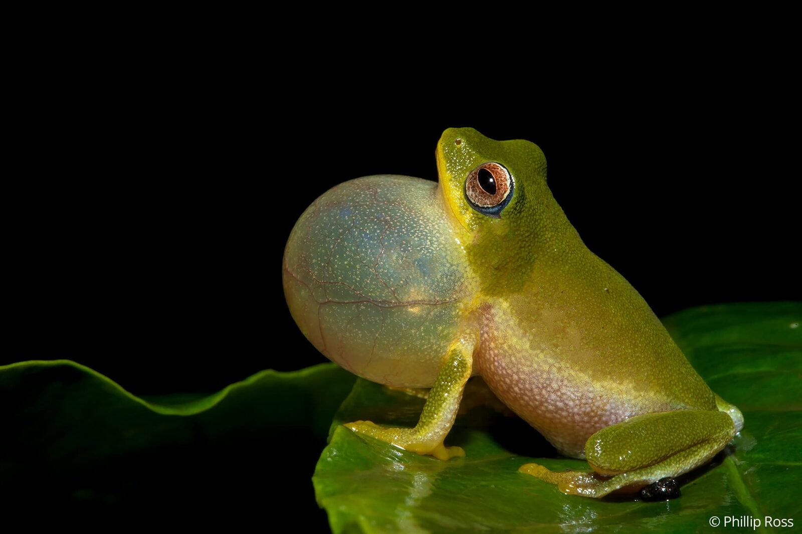 A Jayaram&rsquo;s bush frog (Raorchestes jayarami) calling for a mate