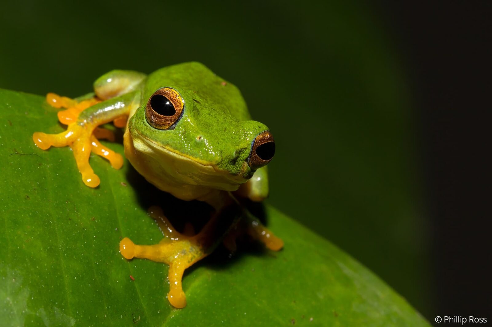 A Jayaram&rsquo;s bush frog (Raorchestes jayarami) on a leaf
