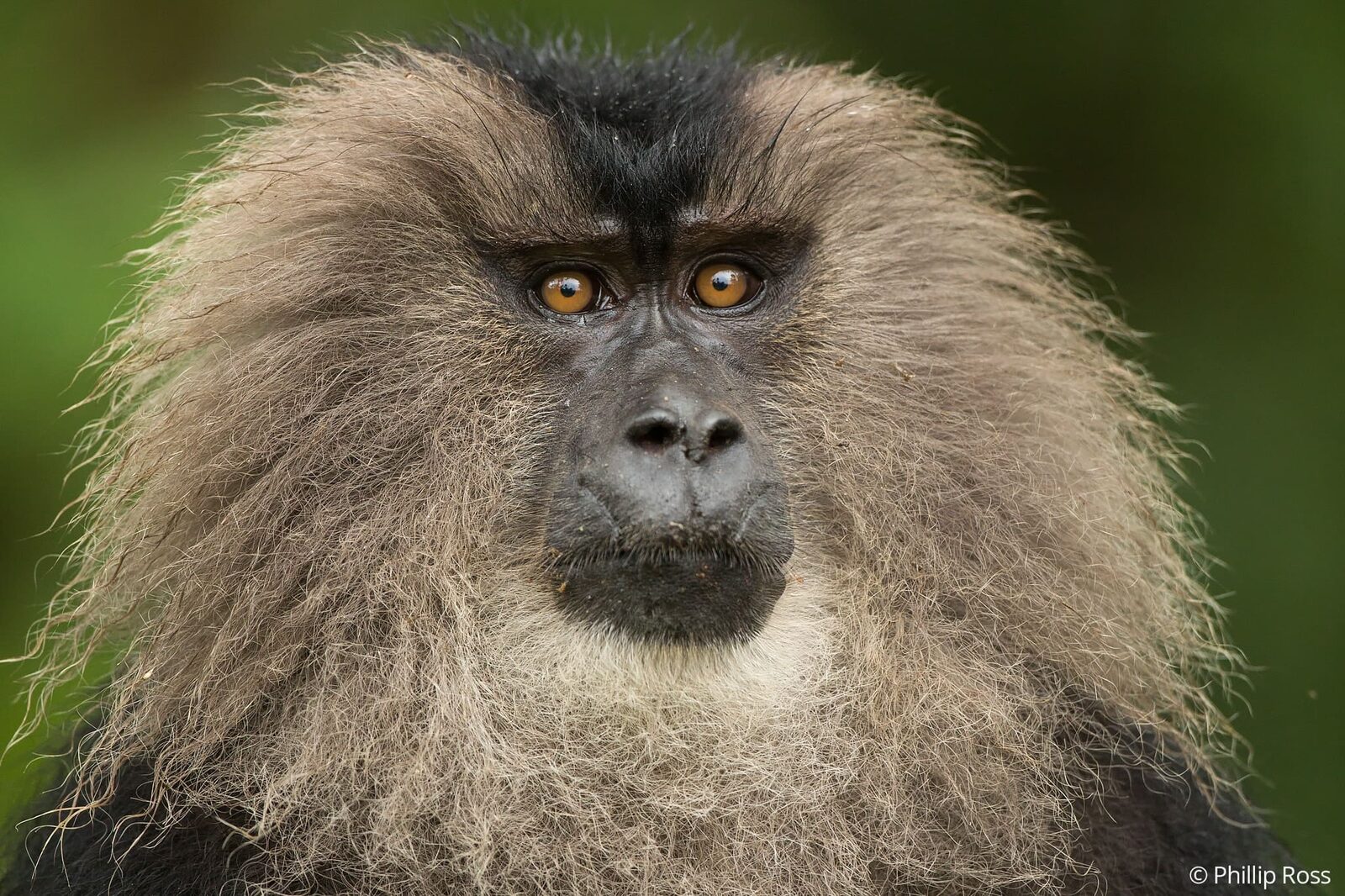 An endangered lion-tailed macaque (Macaca silenus), close up