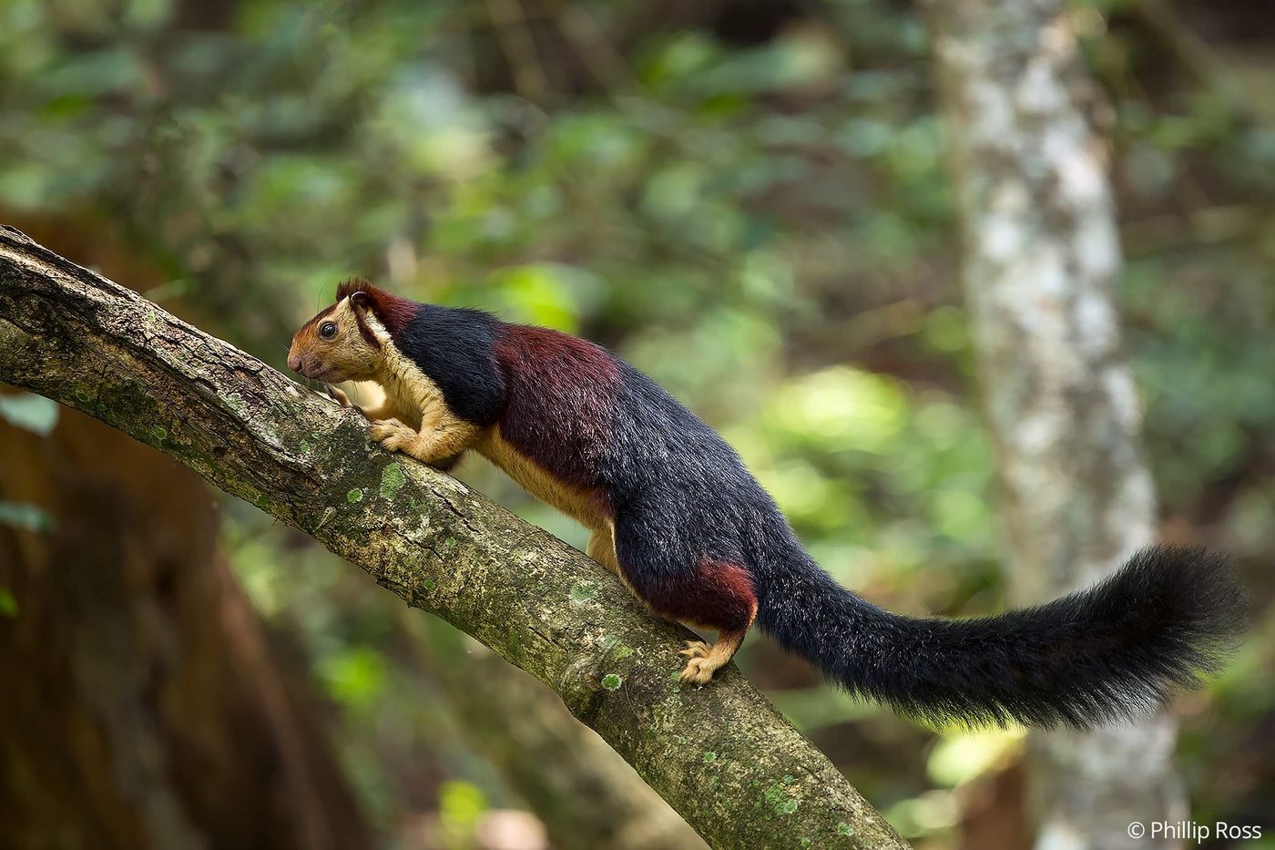 A dark morph Indian Giant Squirrel (Ratufa indica) on a branch in the Anaimalai Hills