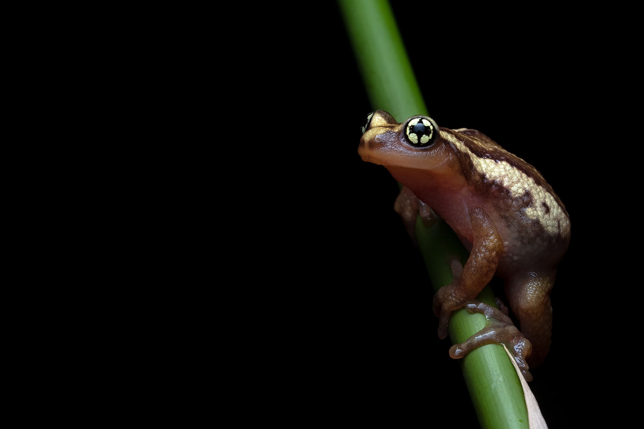 One of the tour&rsquo;s highlight species, the remarkable Ochlandrae reed frog (Raorchestes ochlandrae)