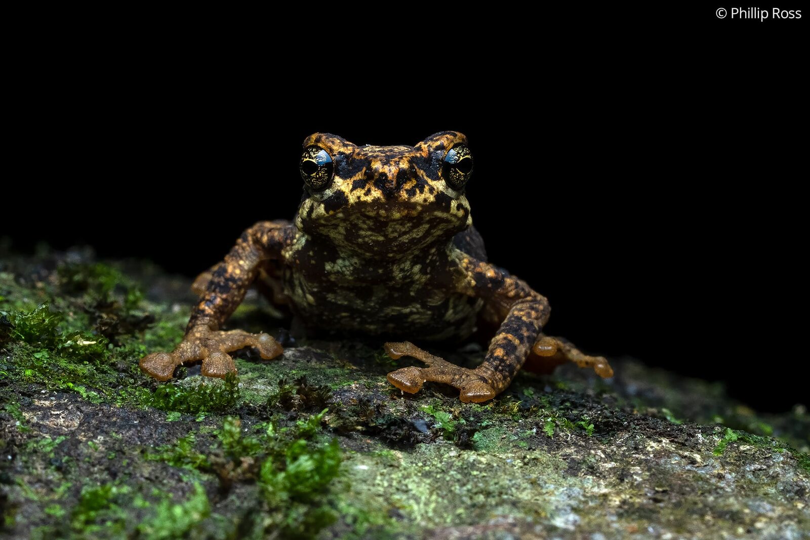 A Malabar tree toad (Pedostibes tuberculosus) on a mossy rock