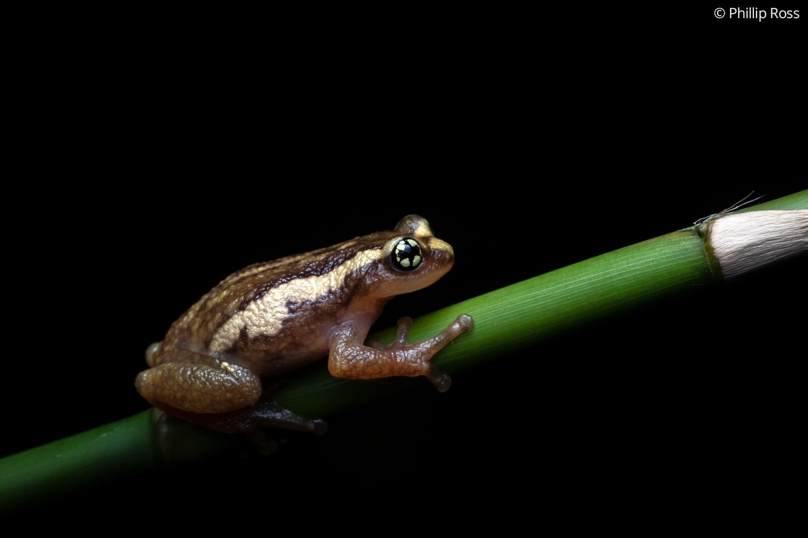 An Ochlandrae reed frog (Raorchestes ochlandrae) climbing a stem
