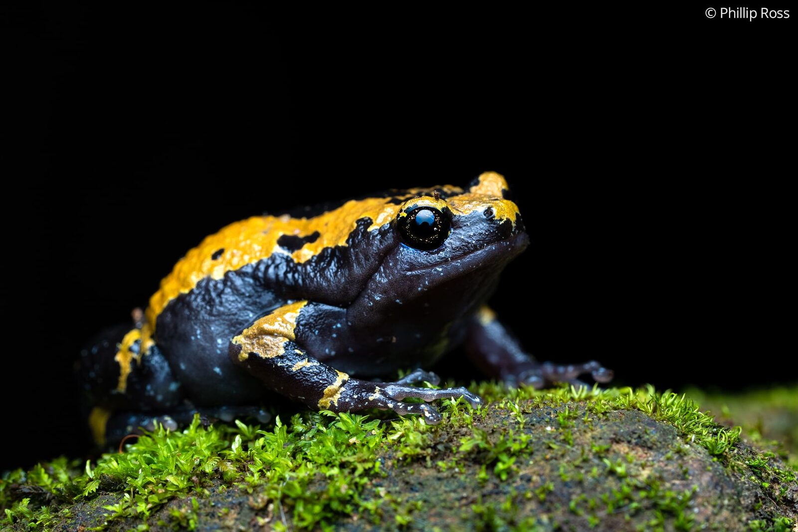 A striking Malabar dot frog (Uperodon triangularis) found on one of our previous tours