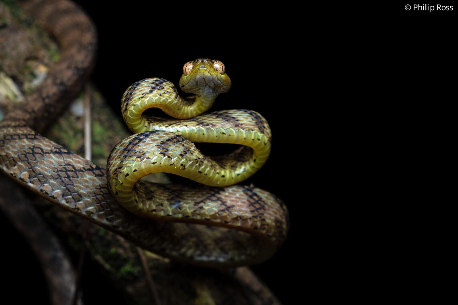 A Thackeray&rsquo;s cat snake (Boiga thackerayi) coiled on a branch