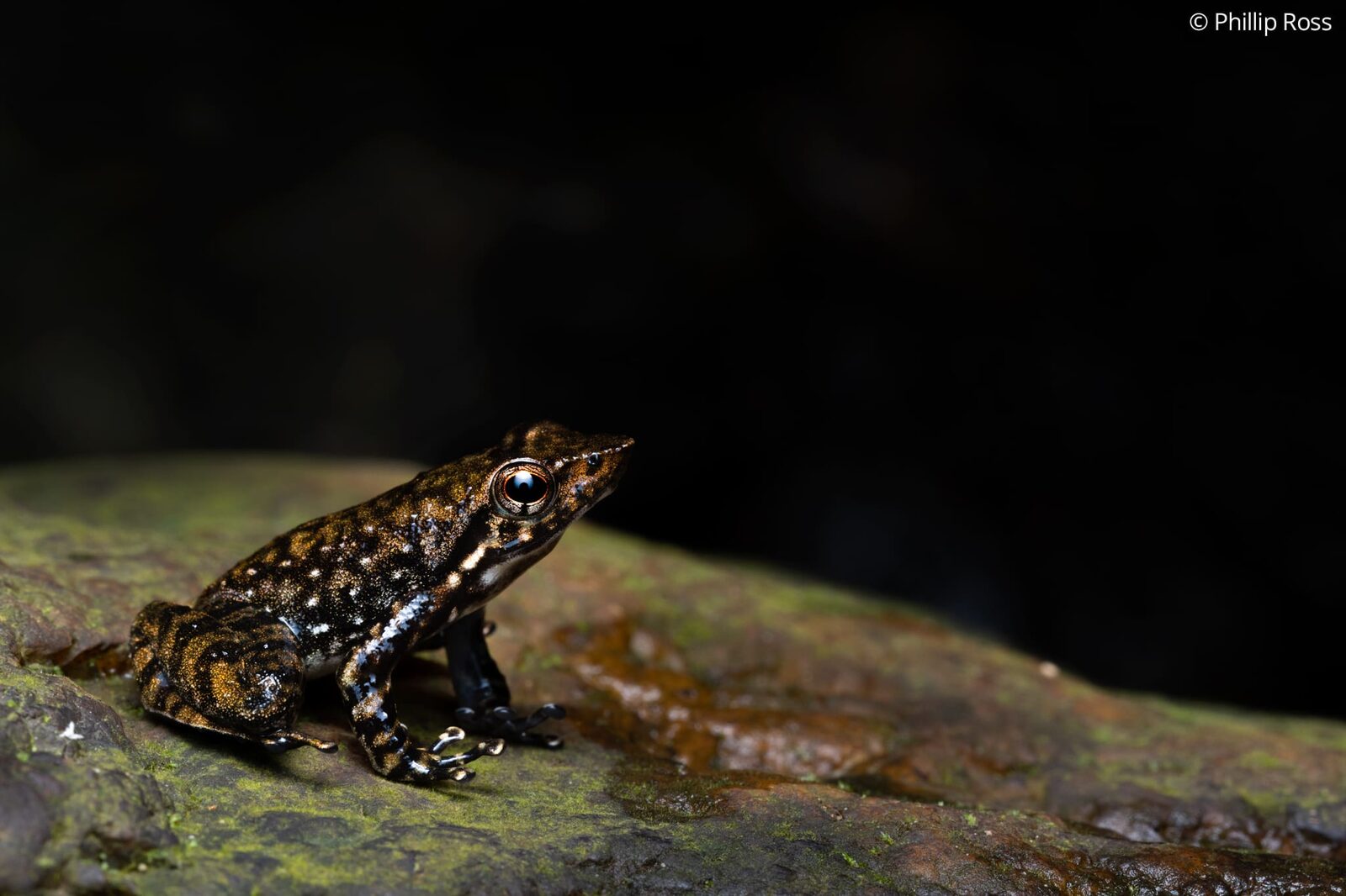 A Wayanad dancing frog (Micrixalus saxicola) on a wet rock