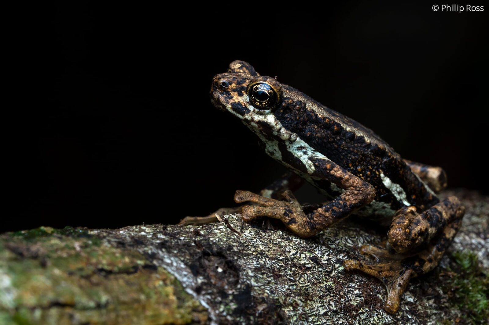 A Malabar tree toad (Pedostibes tuberculosus) on a mossy log