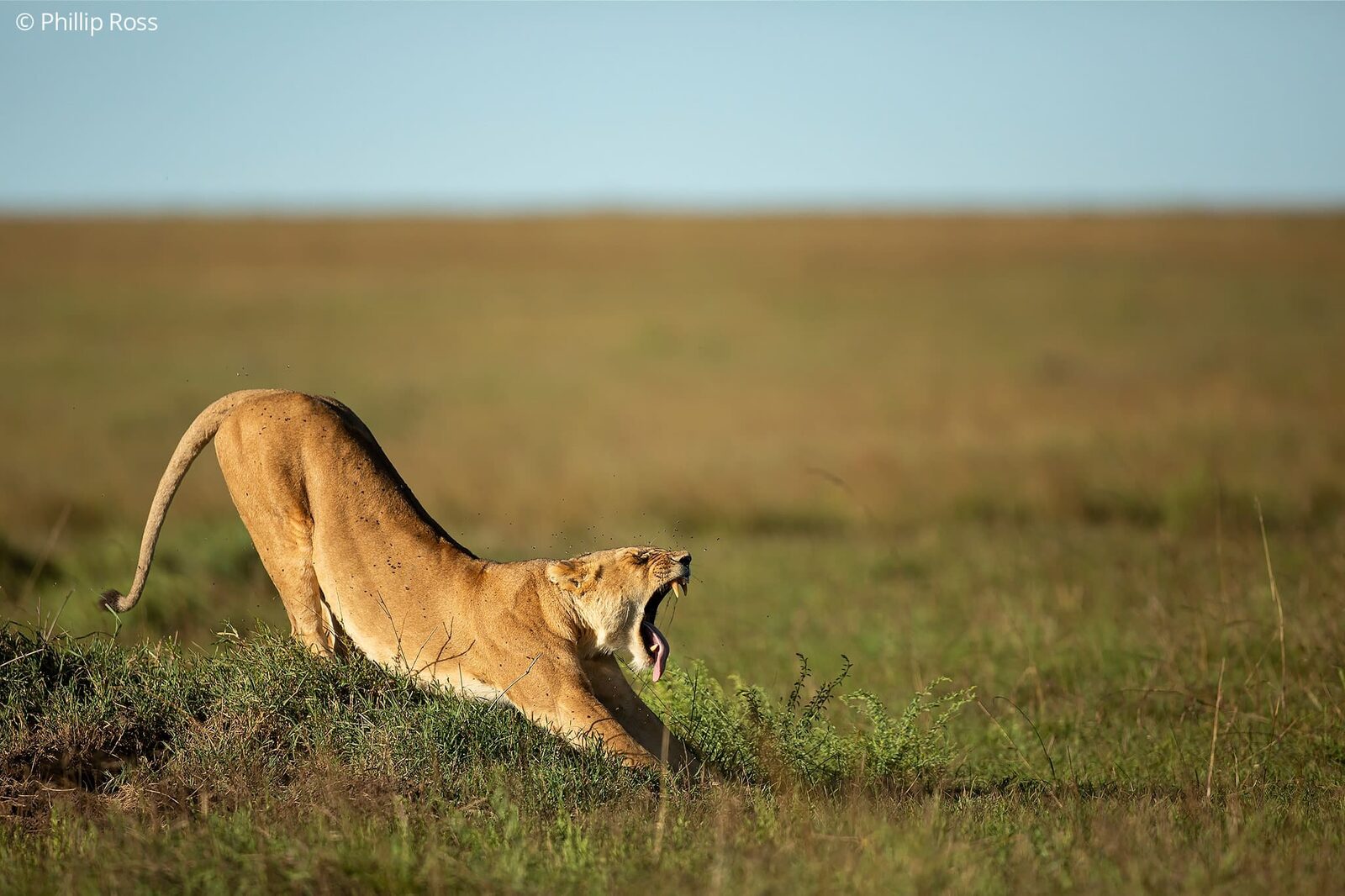 Lioness (Panthera leo) on an Africa Wildlife Photography Tour