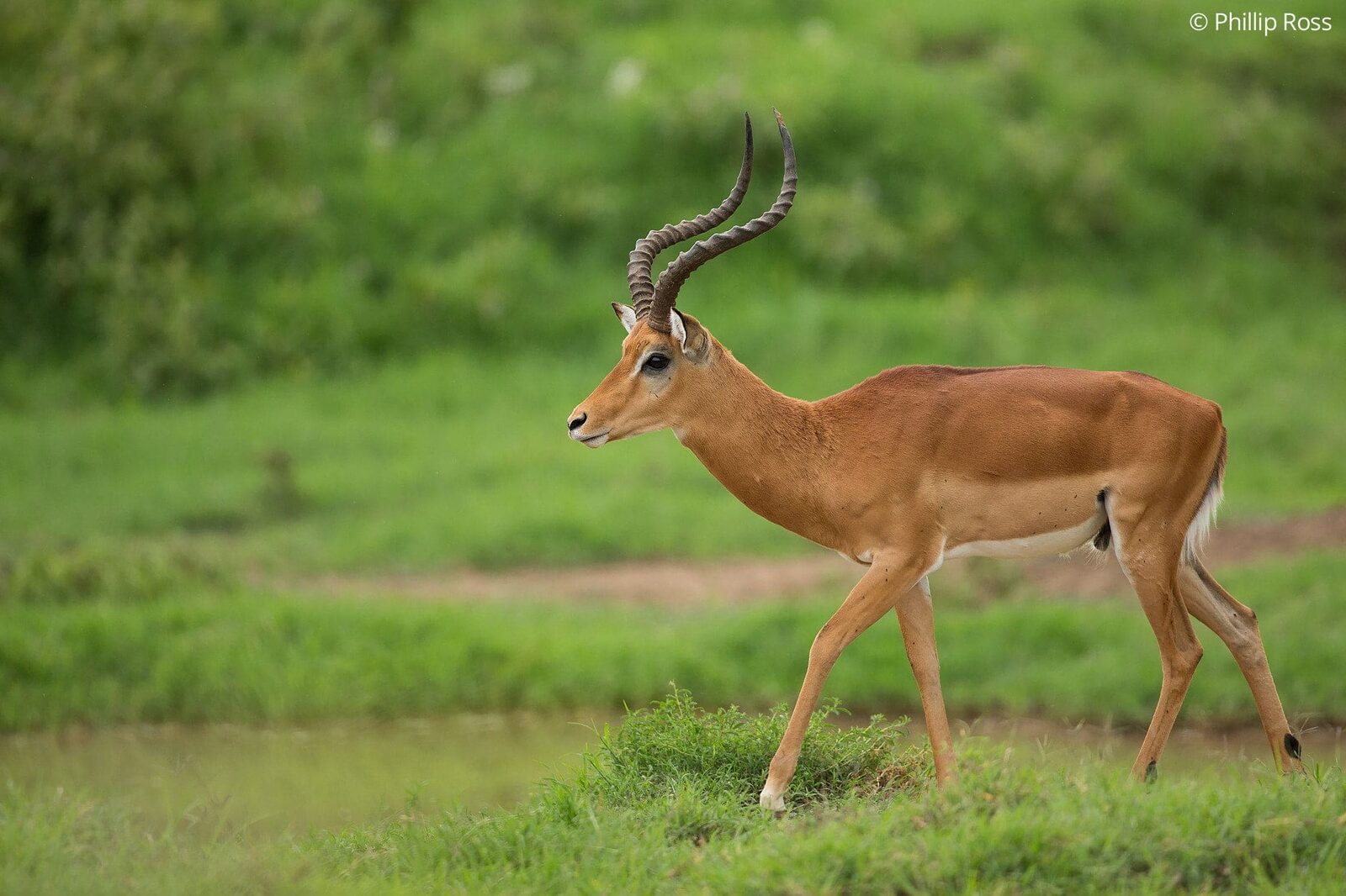 Impala (Aepyceros melampus) on our Africa Wildlife Photography Family Camp