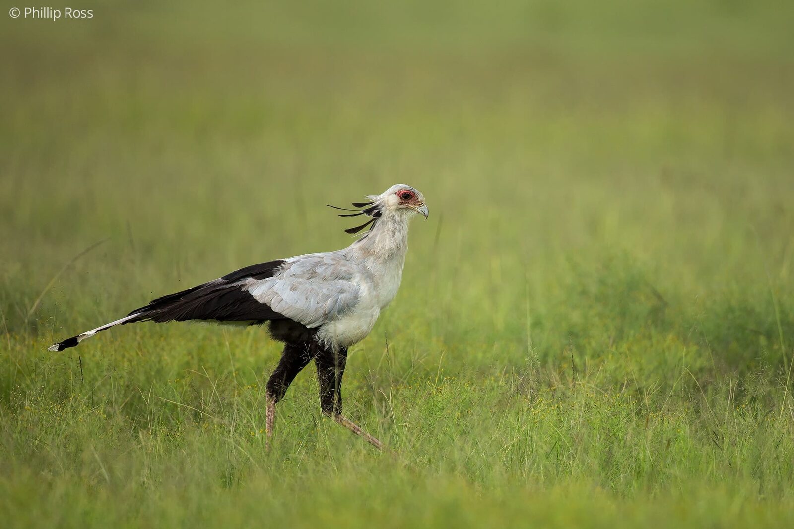 A Secretary Bird (Sagittarius serpentarius) on our Africa Wildlife Camp by wildlife photographer Phillip Ross