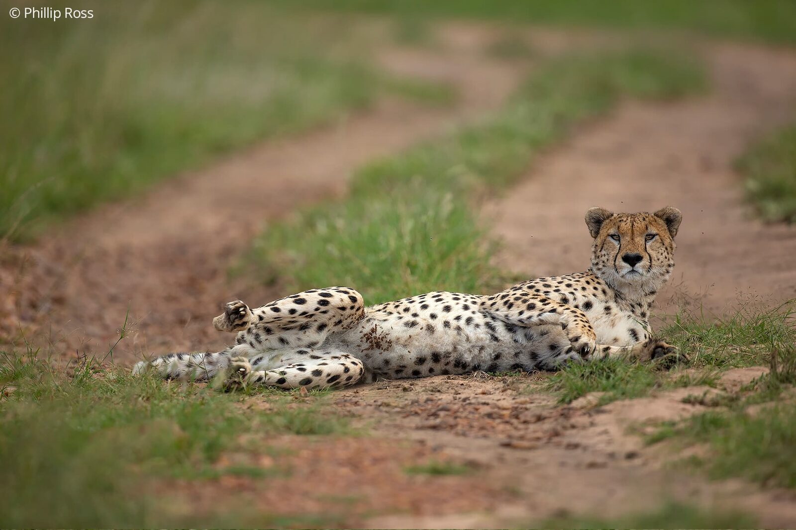Cheetah (Acinonyx jubatus) on an Africa Wildlife Photography Tour