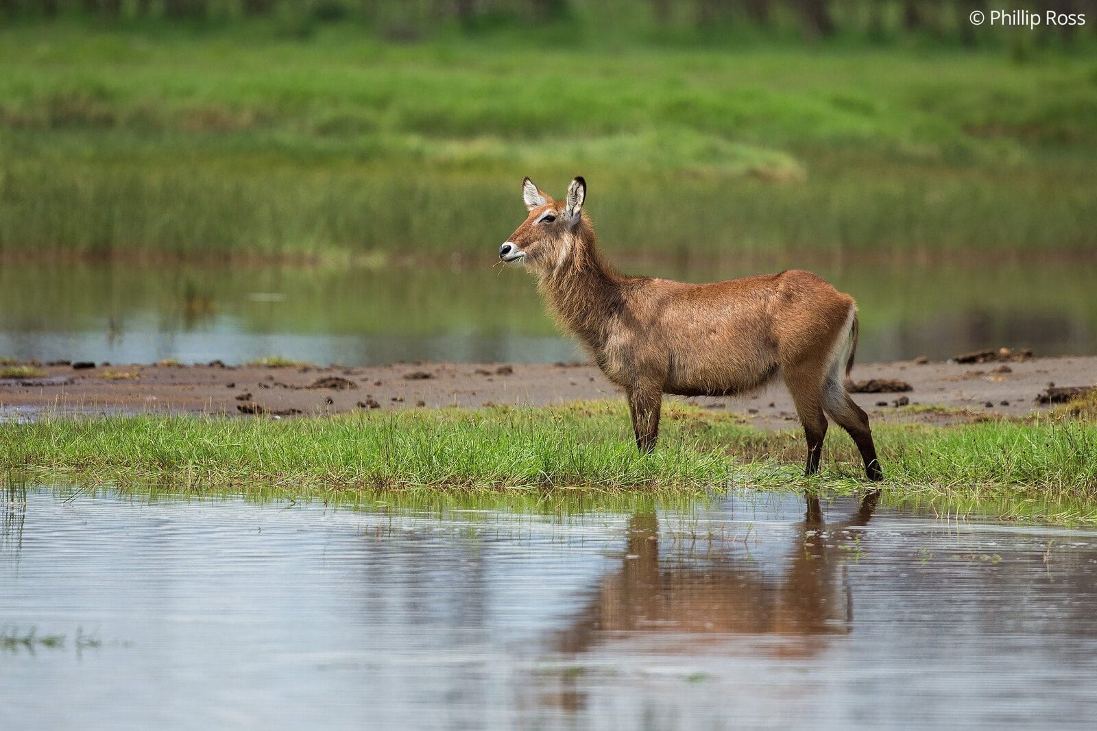 Water Buck (Kobus ellipsiprymnus) on our Africa Wildlife Camp by wildlife photographer Phillip Ross