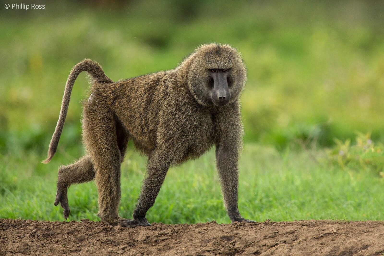 A baboon on our Africa Wildlife Photography Family Camp