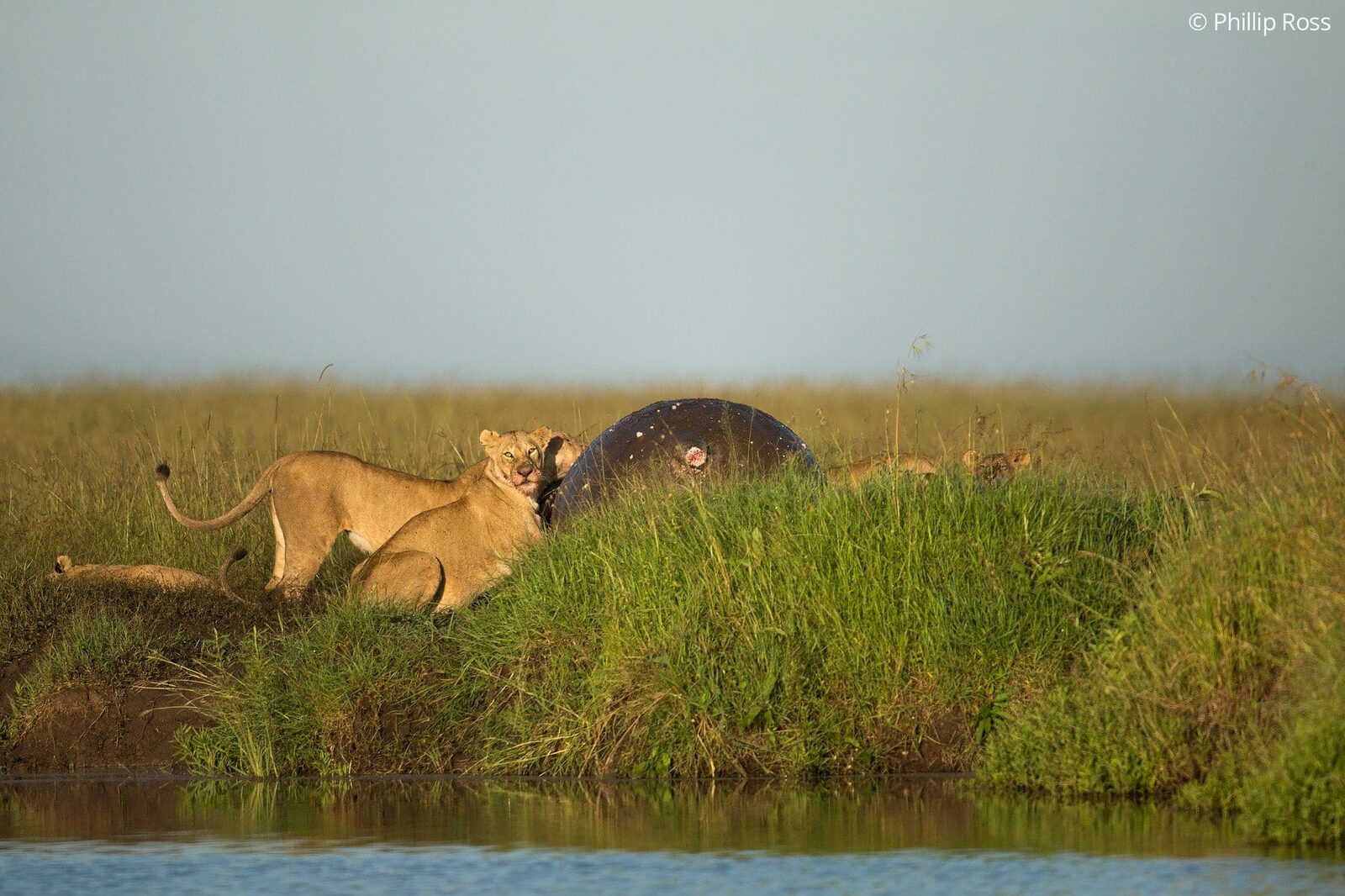 A pride of lions (Panthera leo) feeding on a hippo (Hippopotamus amphibius) in Masaai Mara on our Africa Wildlife Camp by wildlife photographer Phillip Ross