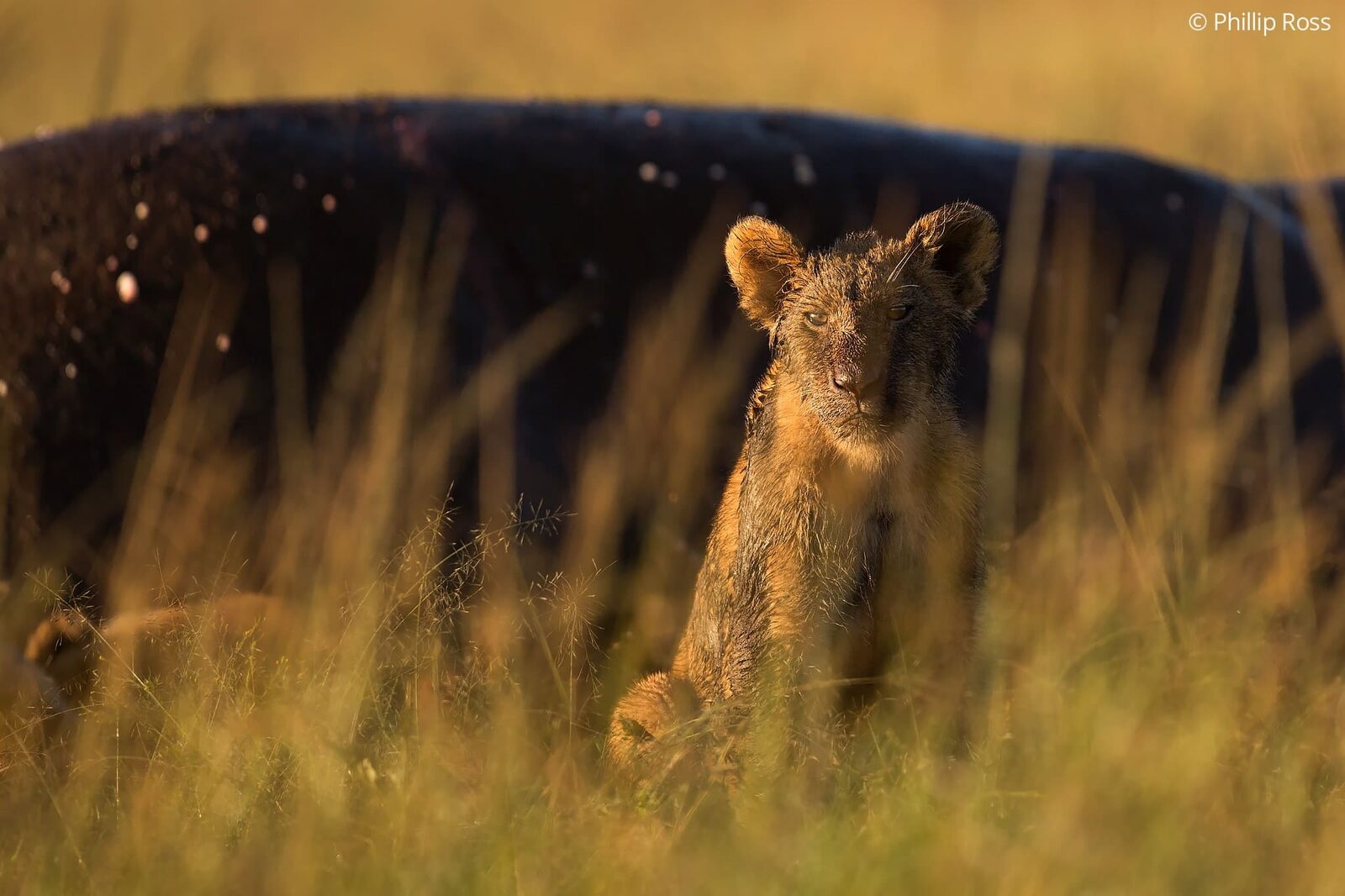 A lion cub (Panthera leo) feeding on a hippo (Hippopotamus amphibius)
